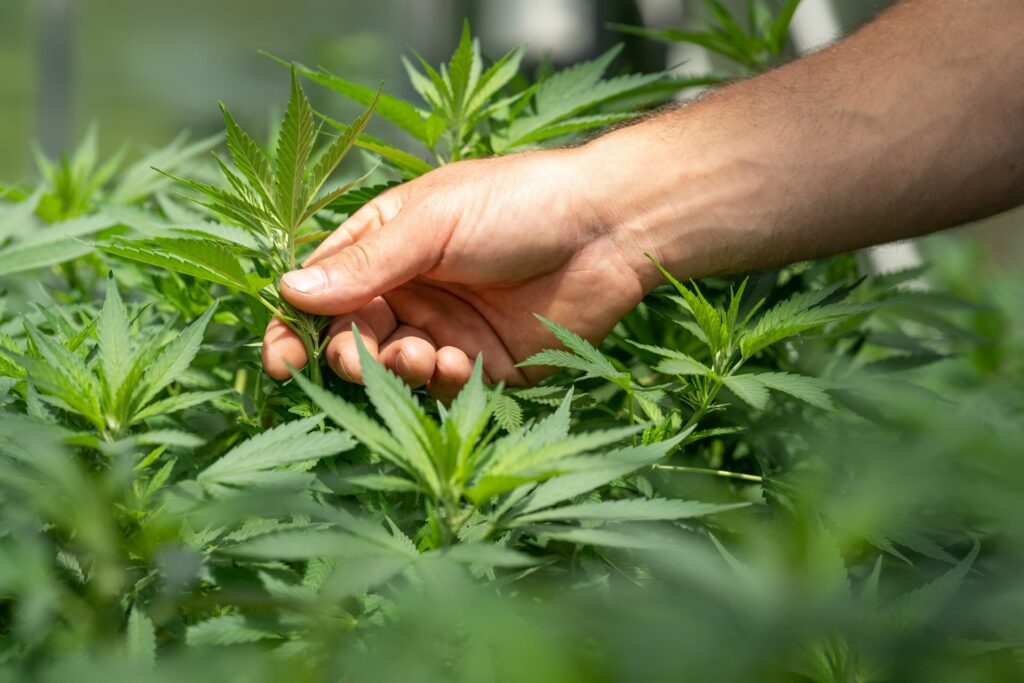 Cannabis Plant Trimming