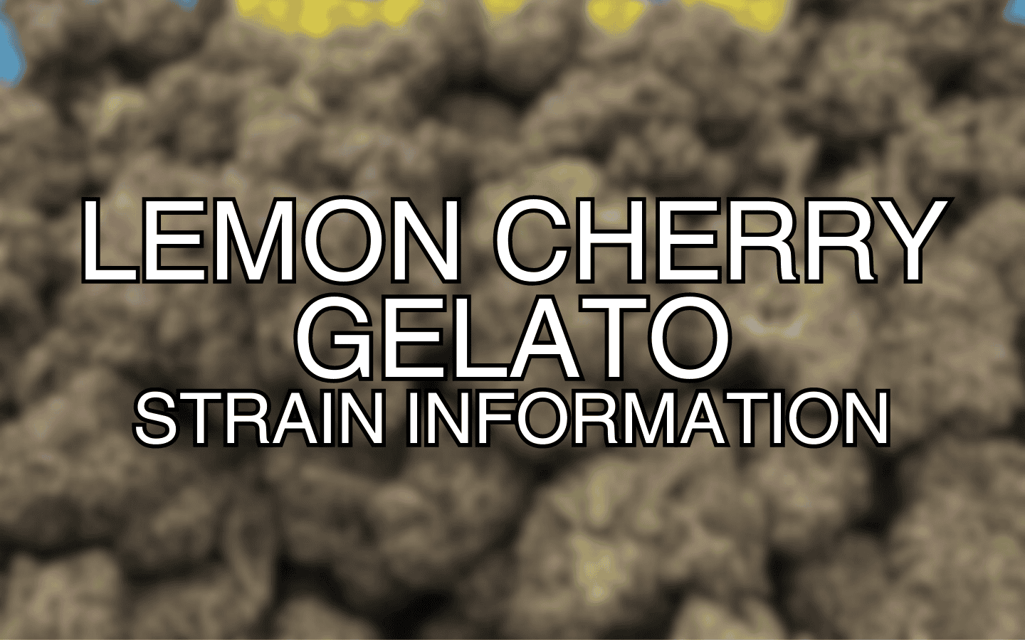 Lemon Cherry Gelato Strain Information
