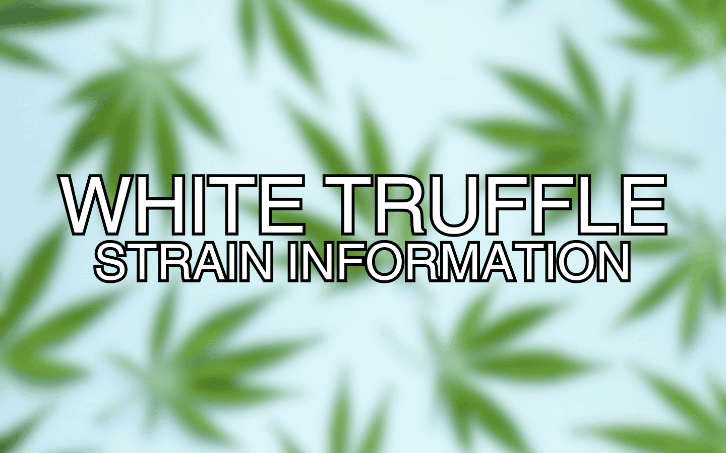 White Truffle Strain Information
