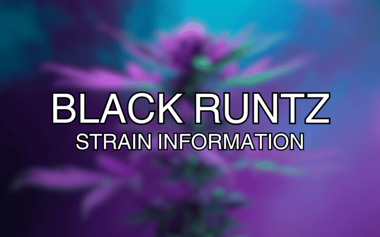 10 Informative Facts About The Black Runtz Strain (Cannabis Information ...