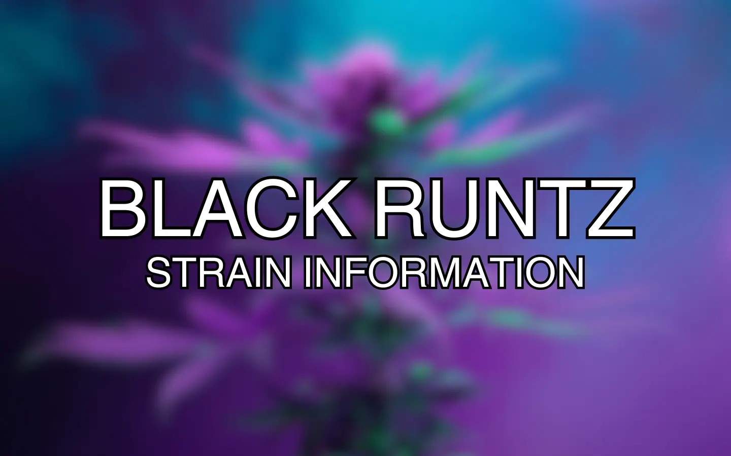 Black Runtz Strain Information