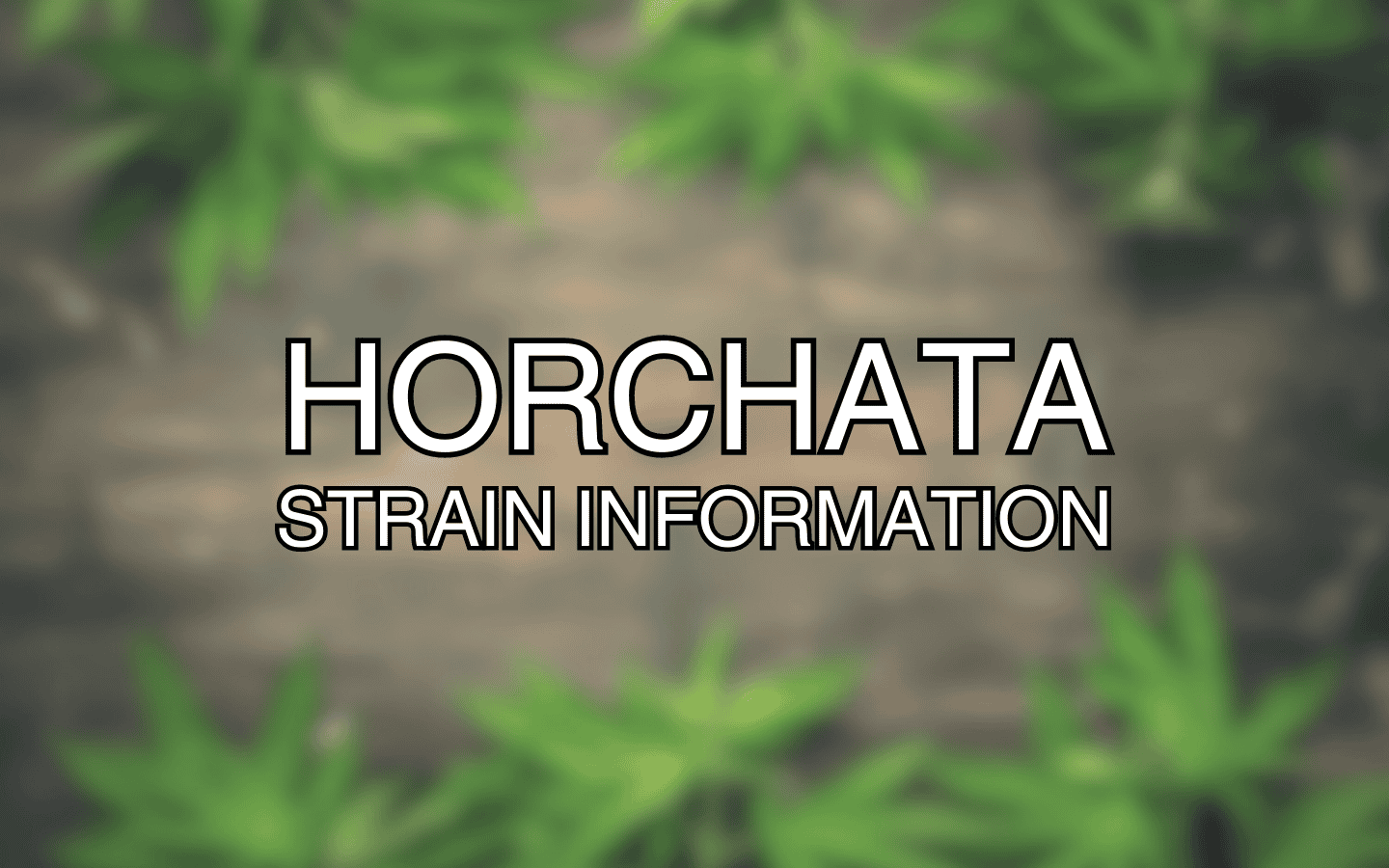 Horchata Strain Information