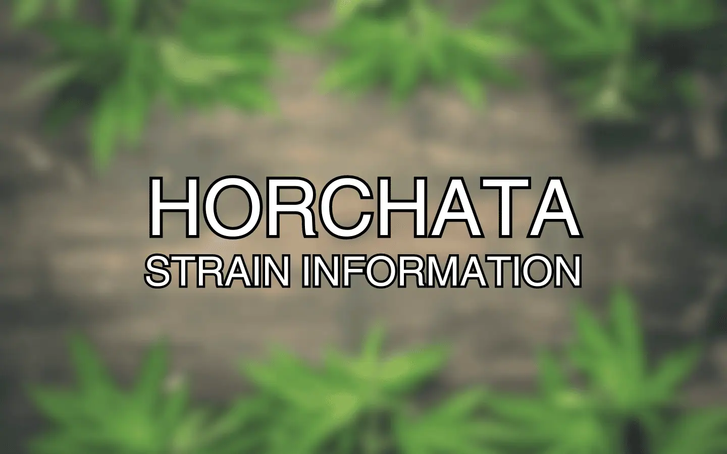 Horchata Strain Information