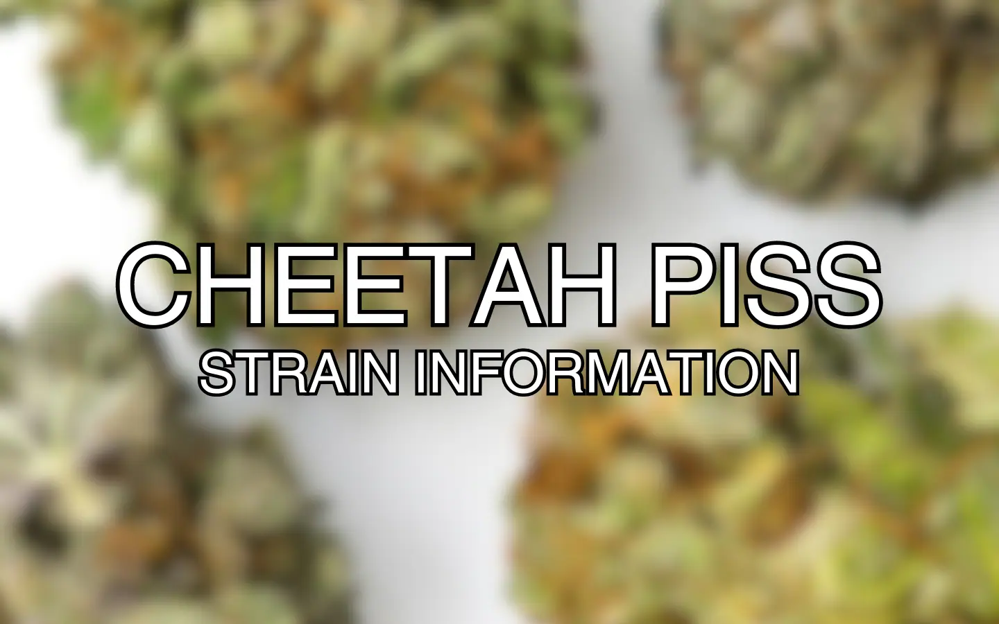 Cheetah Piss Strain Information