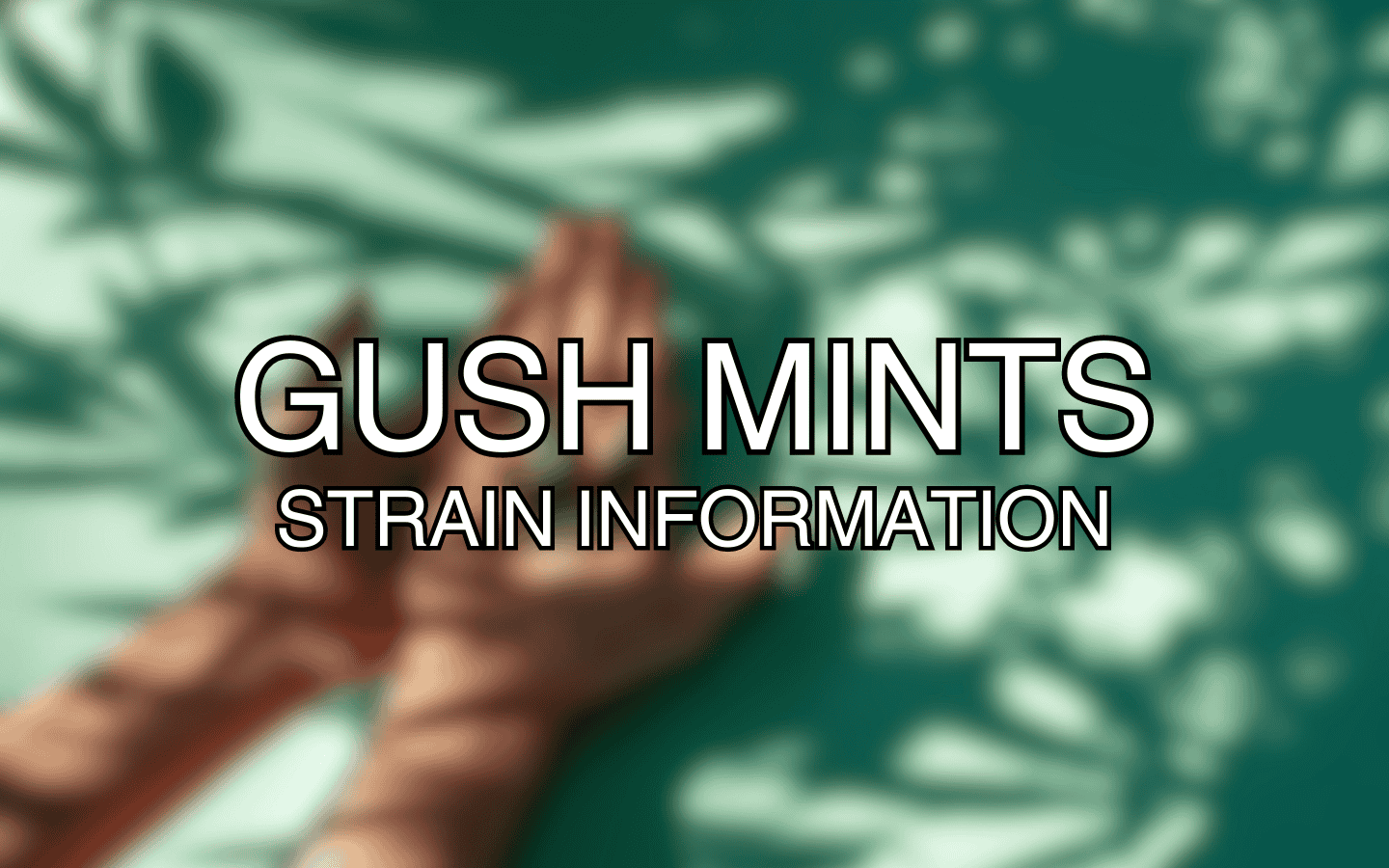 Gush Mints Strain Information