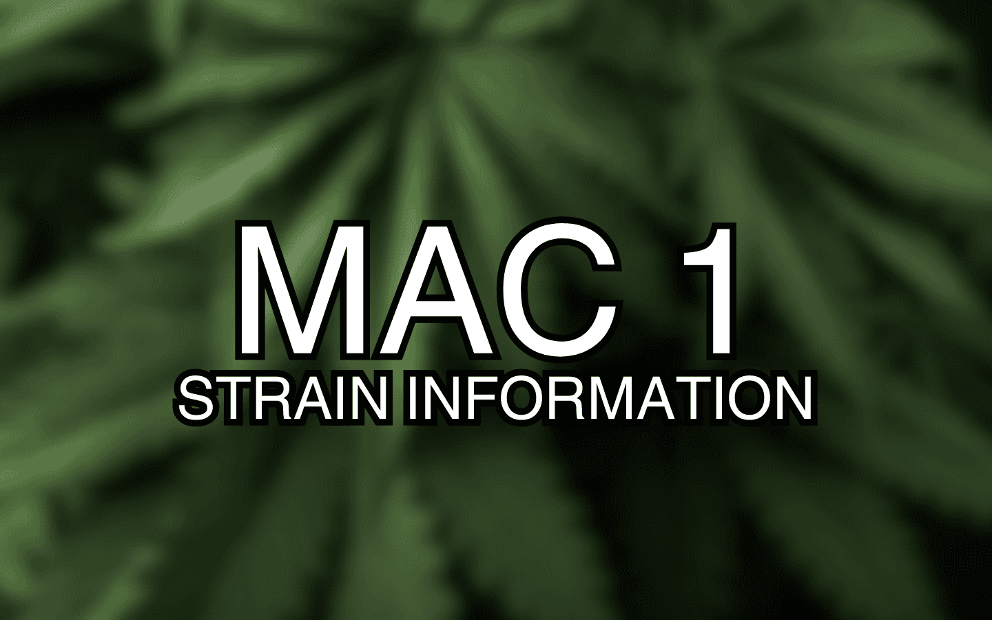 Mac 1 Strain Information