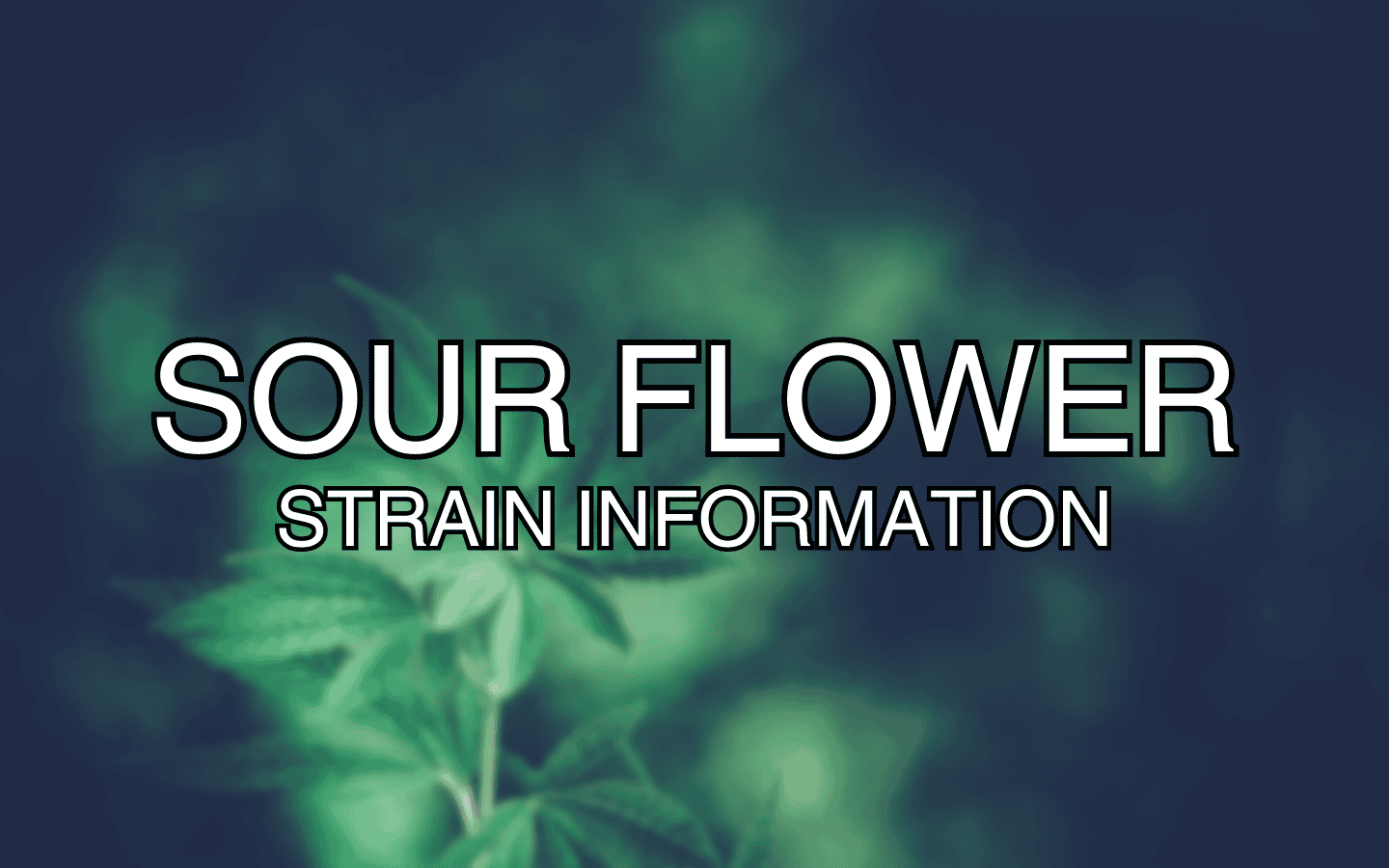 Sour Flower Strain Information