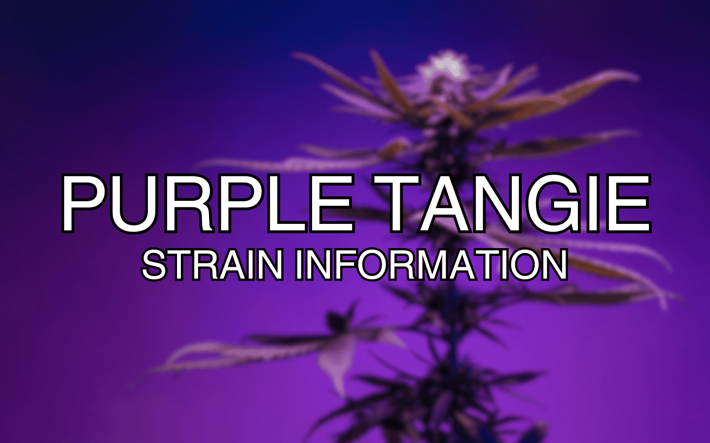 Purple Tangie Strain Information