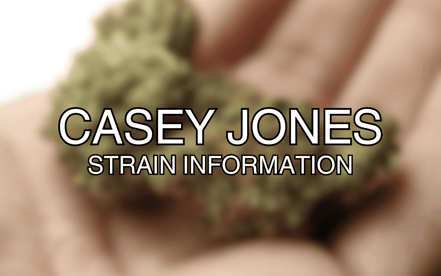Casey Jones Strain Information