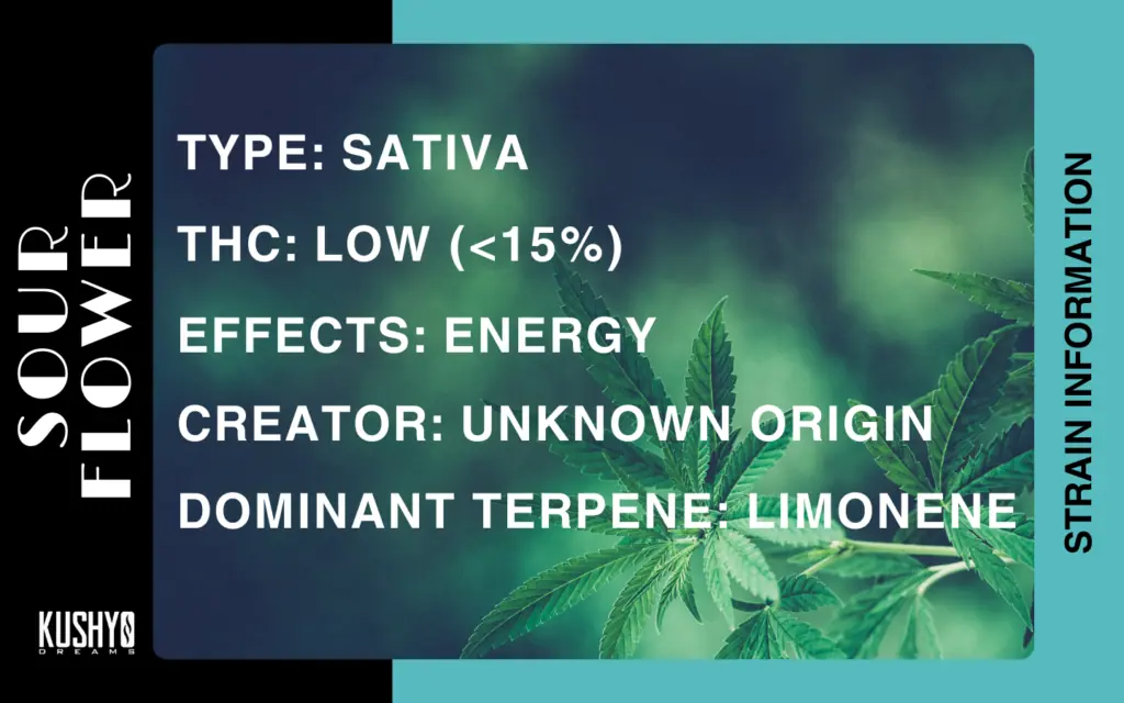 Cannabis Information - Sour Flower Strain