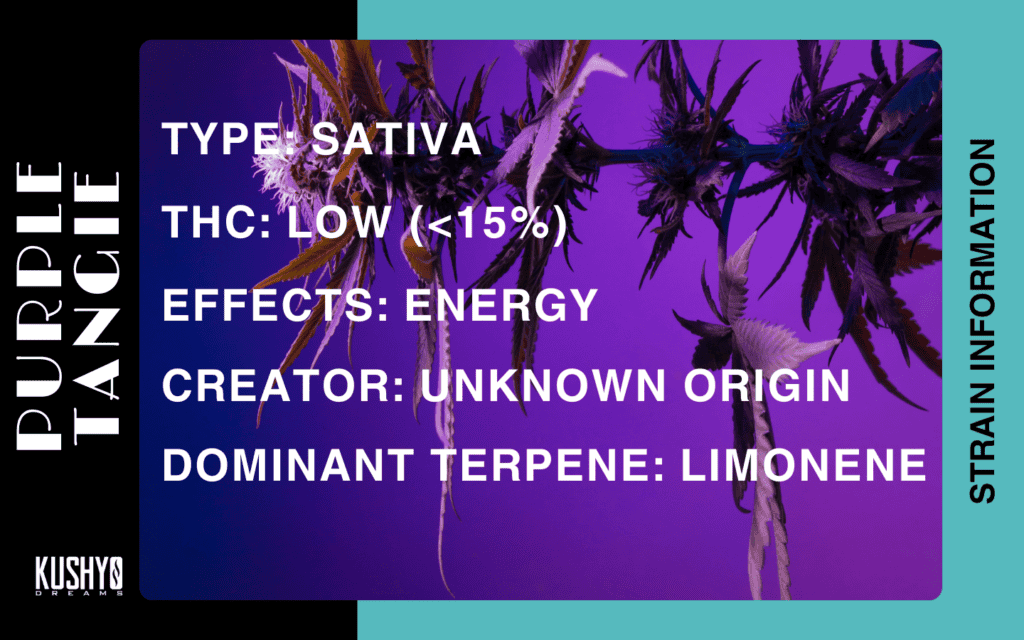Cannabis Information - Purple Tangie