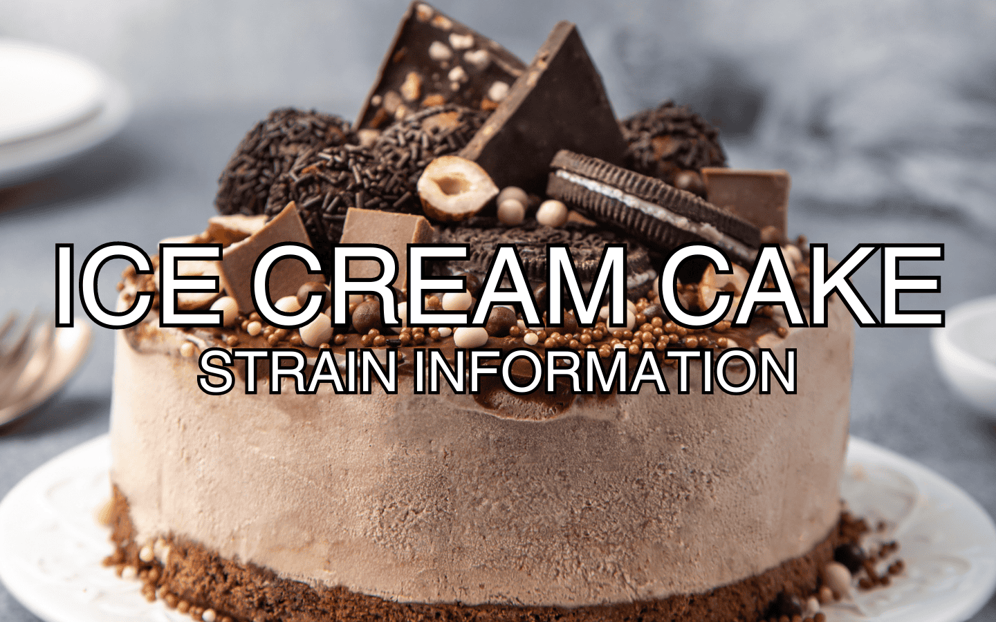 Ice Cream Cake Strain Information