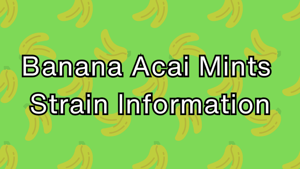 Banana Acai Mints Strain Cannabis Information And Review Kushy Dreams