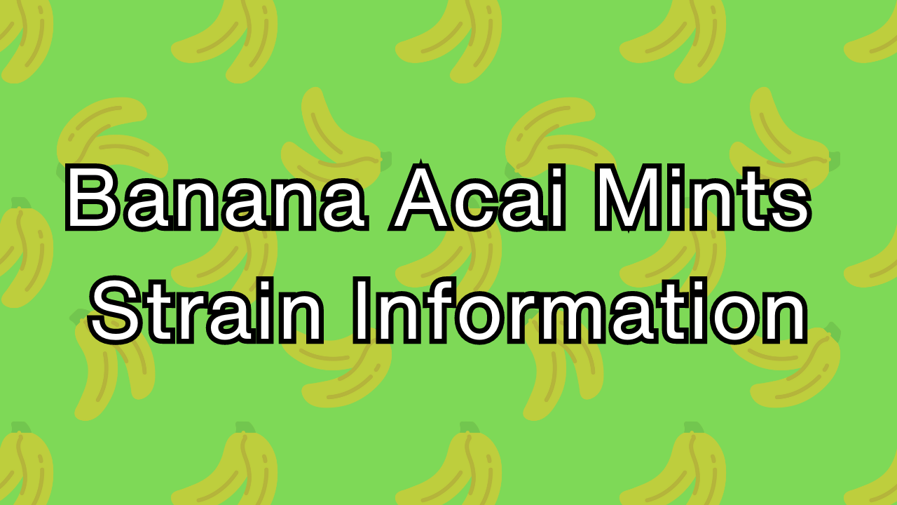 Banana Acai Mints Strain Information (1)