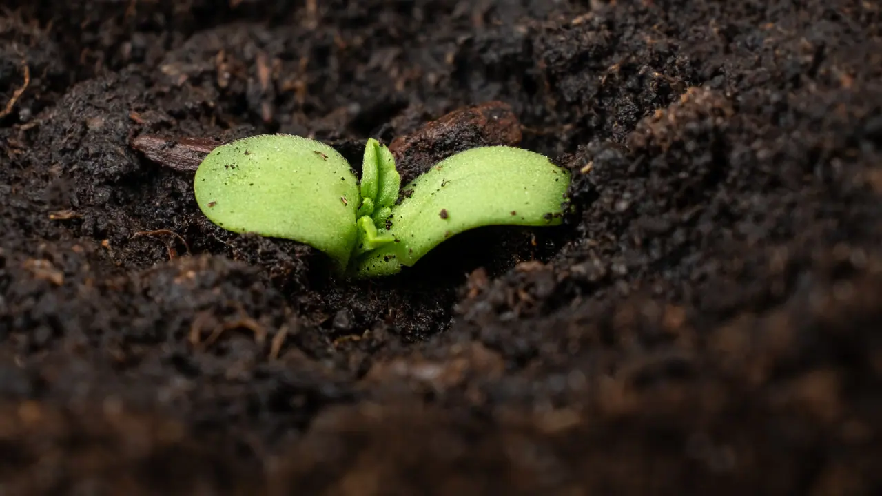 Beginners Cannabis Growing Tips