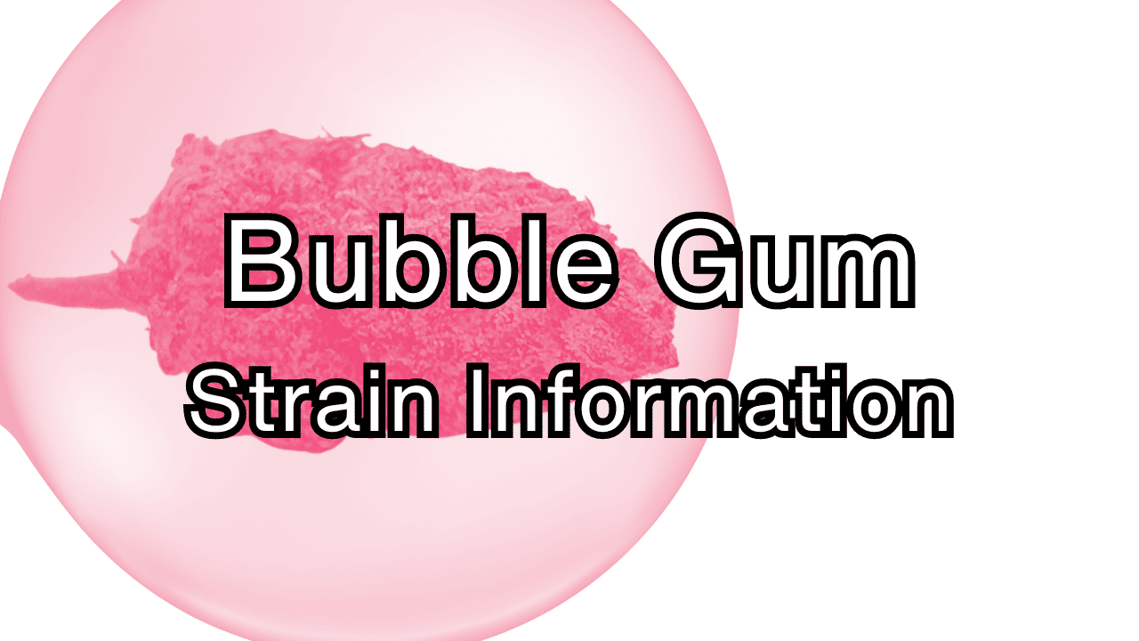 Bubble Gum Strain - Cannabis Information