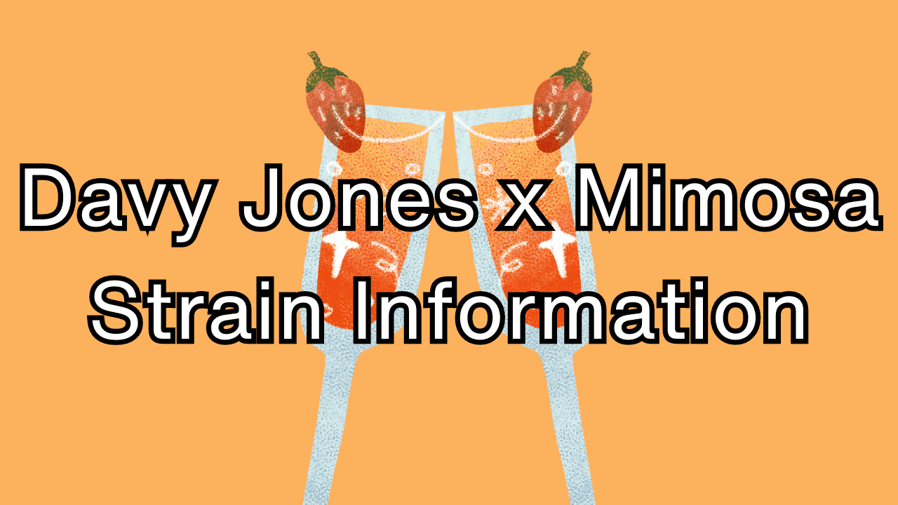 Davy Jones x Mimosa Strain Information