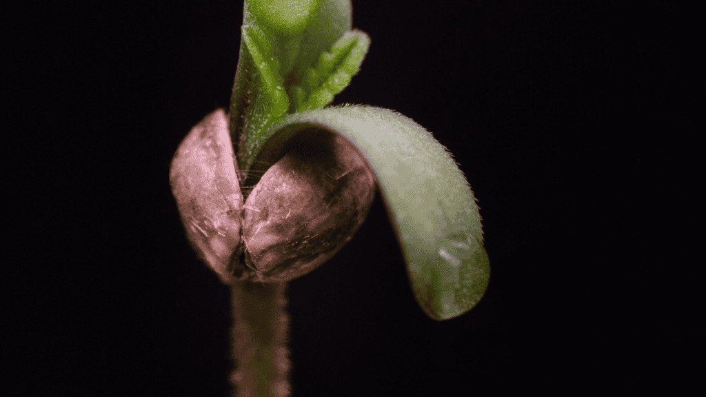 Germinate Cannabis Seeds Sprouting