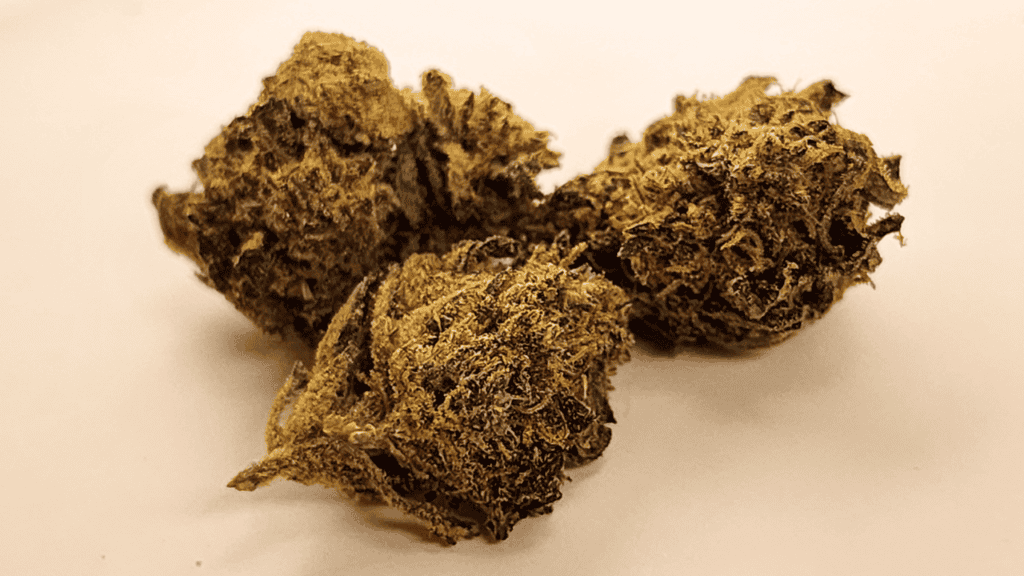 Lilac Diesel GMO Strain Information