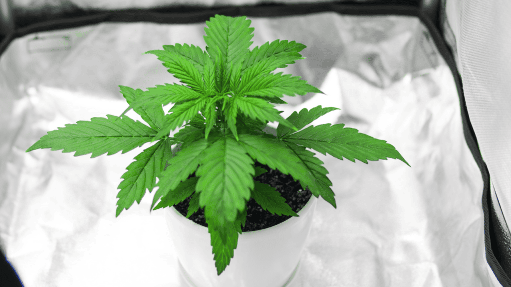 Tips For New Cannabis Growers