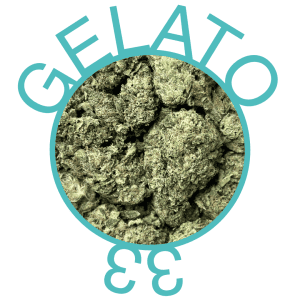 Buy Gelato Flower