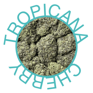 Tropicana Cherry Flower