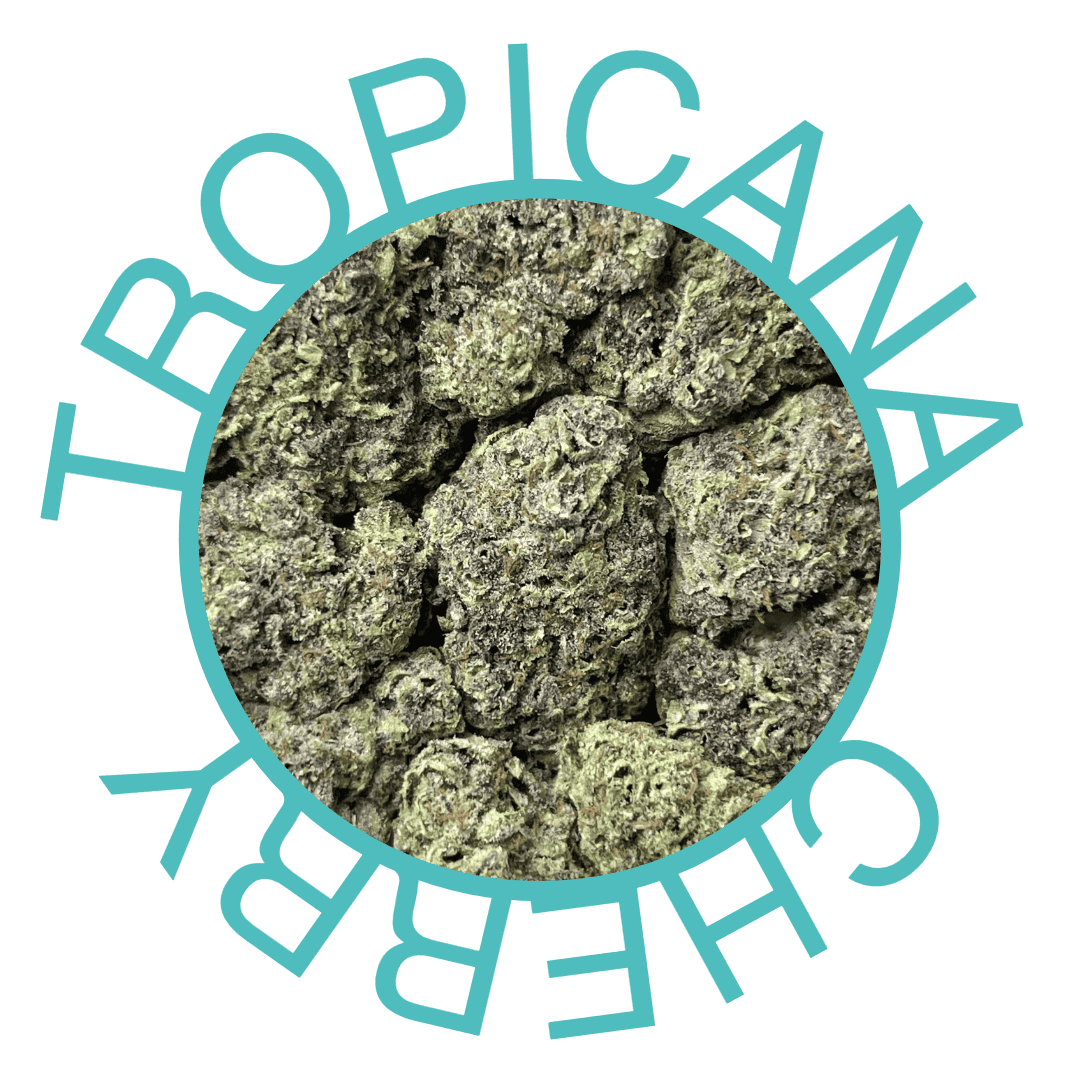 Exotic THCA Flower: Tropicana Cherry (Sativa Dominant Hybrid) – 1 oz.